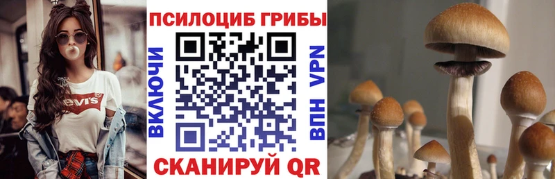 Купить закладки Киреевск Псилоцибиновые грибы Cubensis
